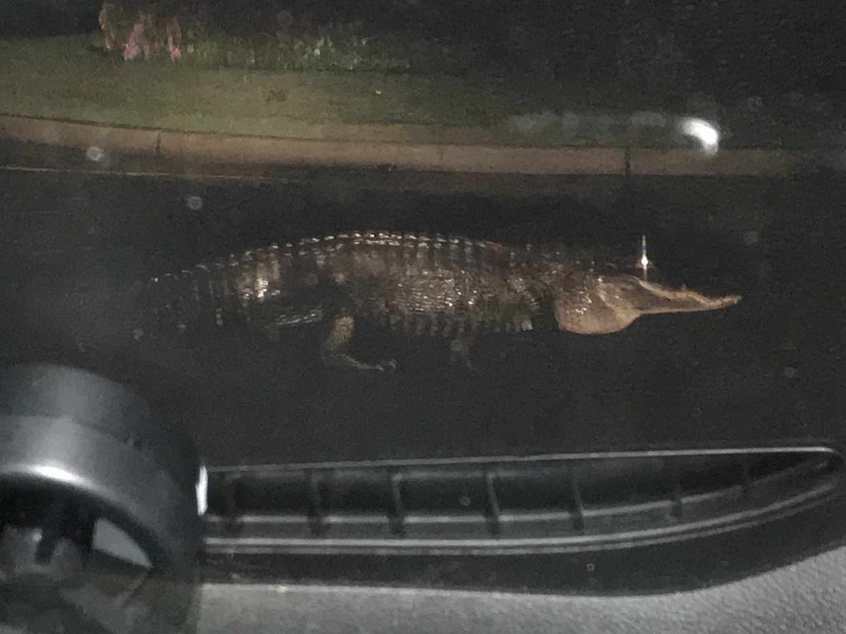Off 278 on Hilton Head. He had to be 6-7 ft long. HurricaneDorian 