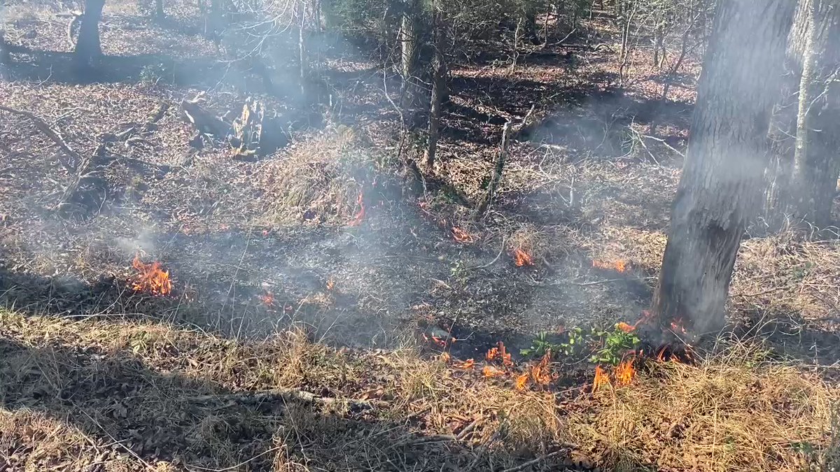 Happening now.  Controlled burn at Catawba Bend Preserve.  75 acres will be burned today.  Protection from future wildfires.  Several forestry experts are here along with volunteer firefighters